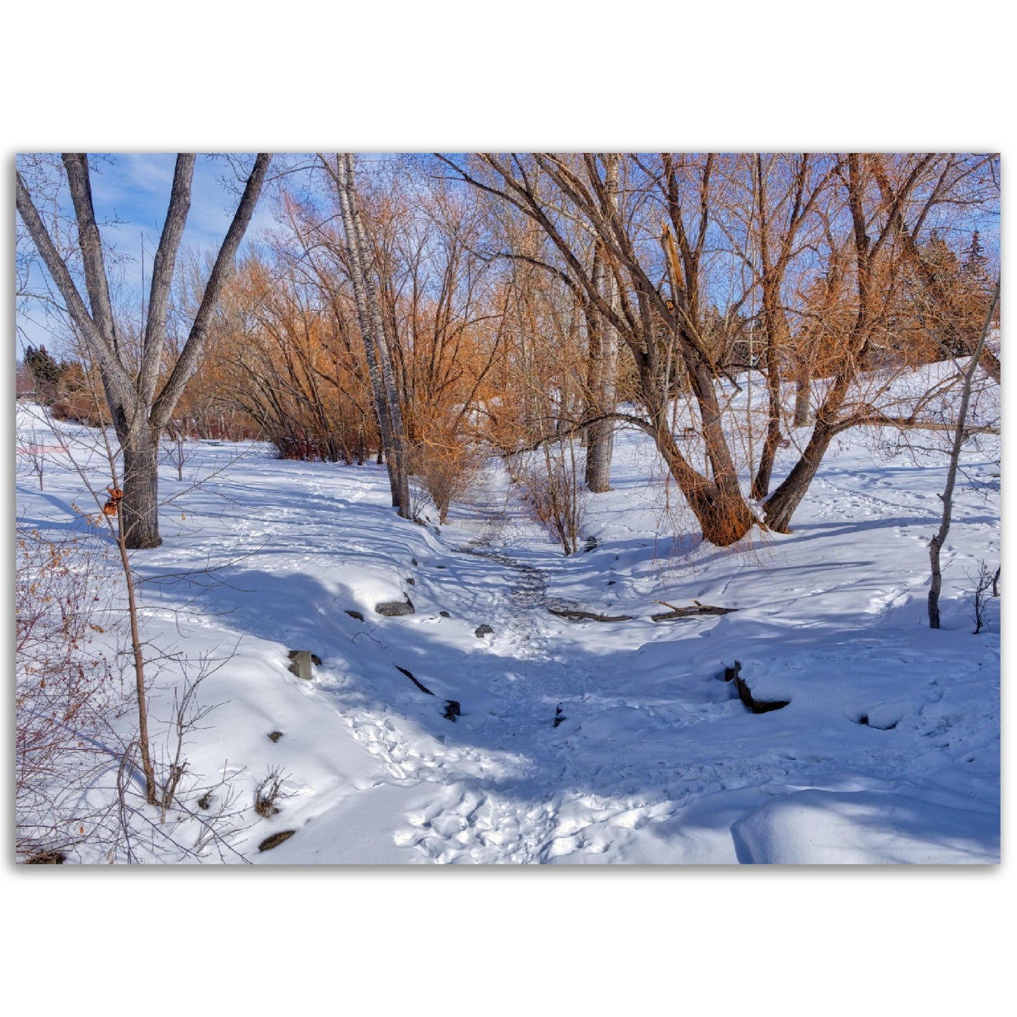 Premium Semi-Glossy Poster Print - Confederation Creek Winter HDR