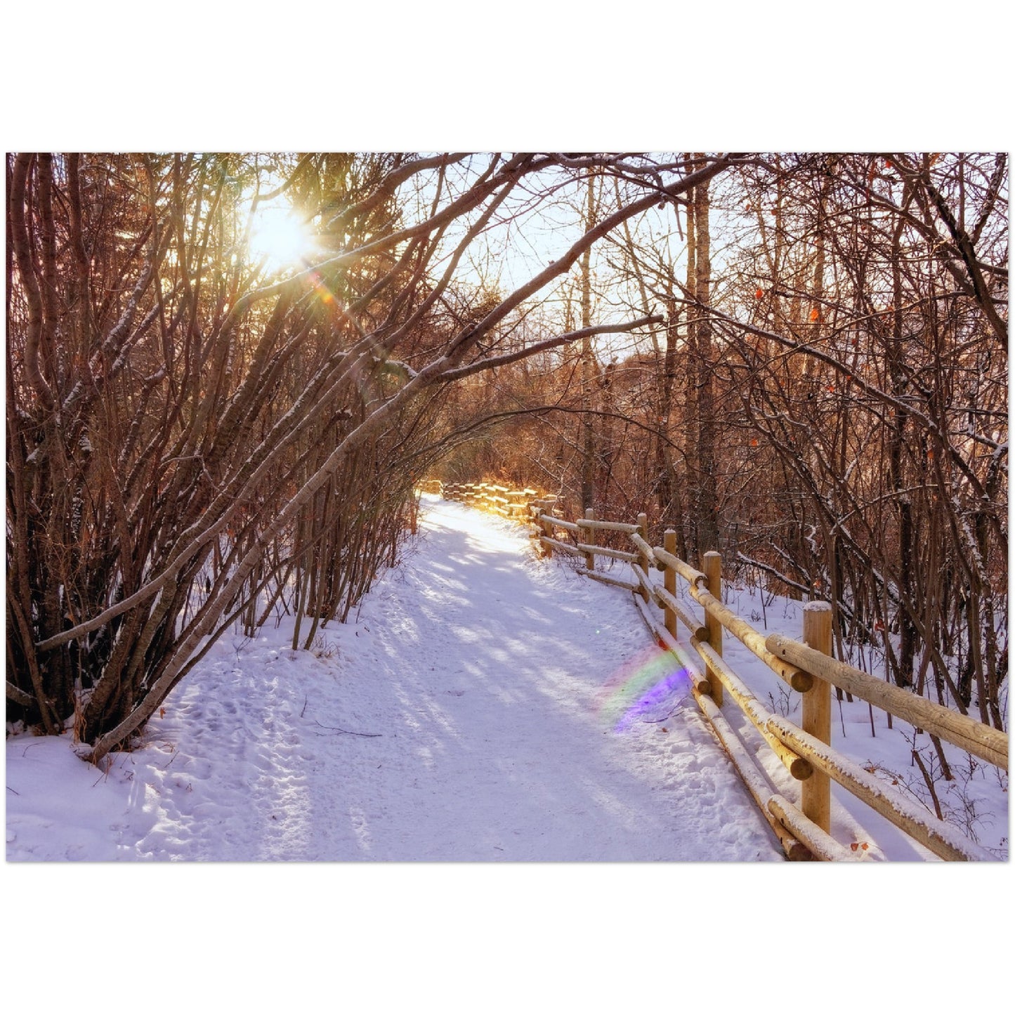 Premium Semi-Glossy Poster Print - Riverdale Park Winter Forest