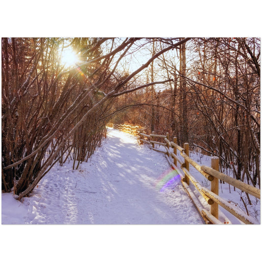 Premium Semi-Glossy Poster Print - Riverdale Park Winter Forest