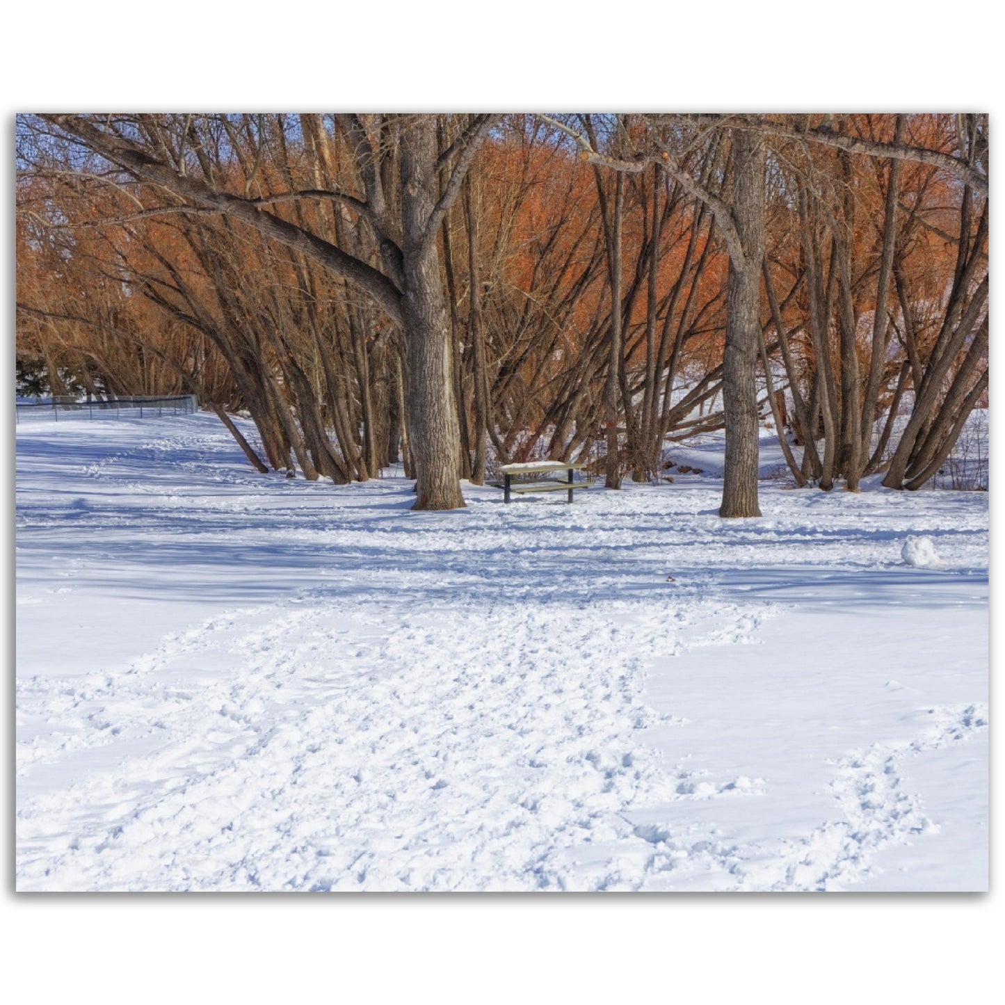 Premium Semi-Glossy Poster Print - Confederation Park Winter