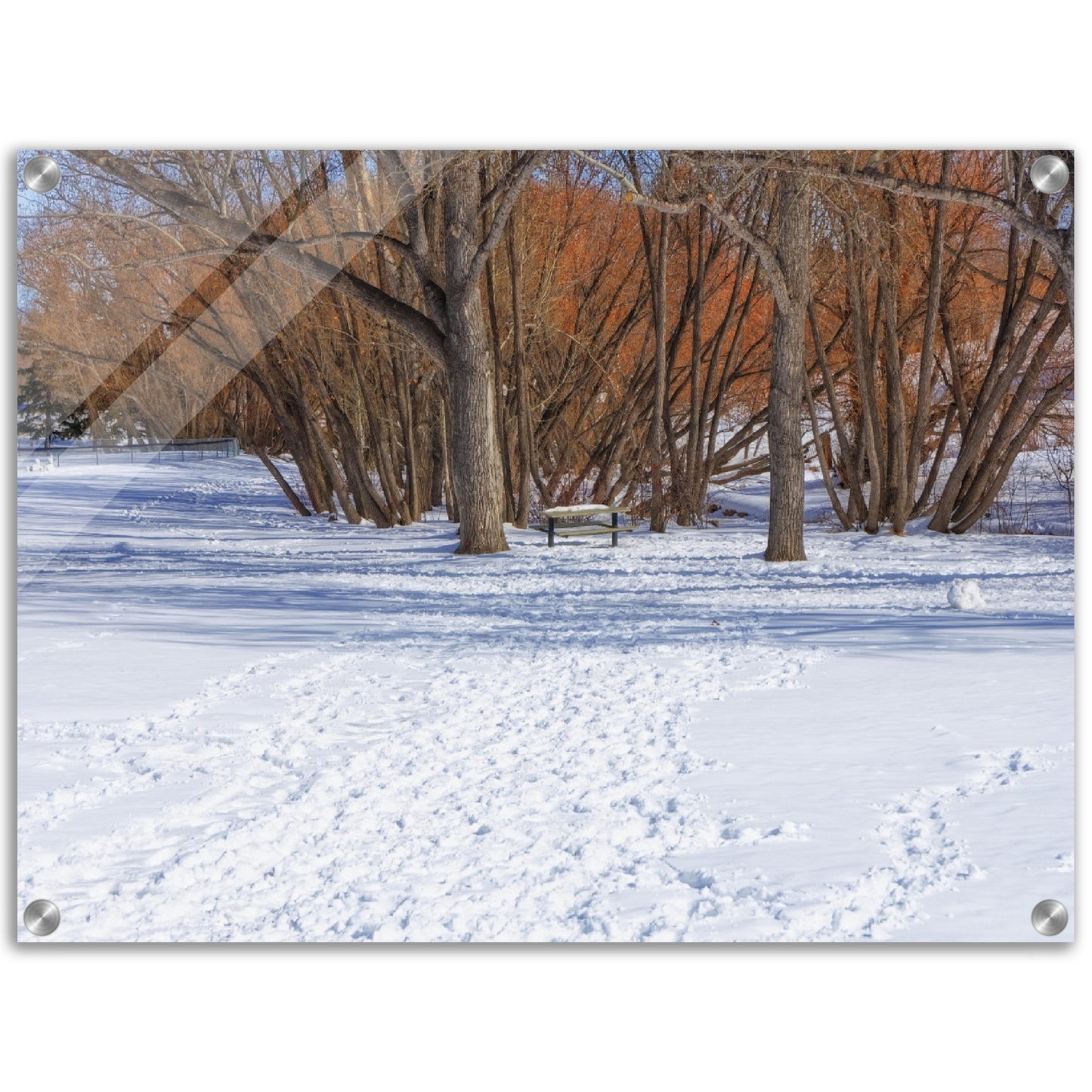 Acrylic Print - Confederation Park Winter