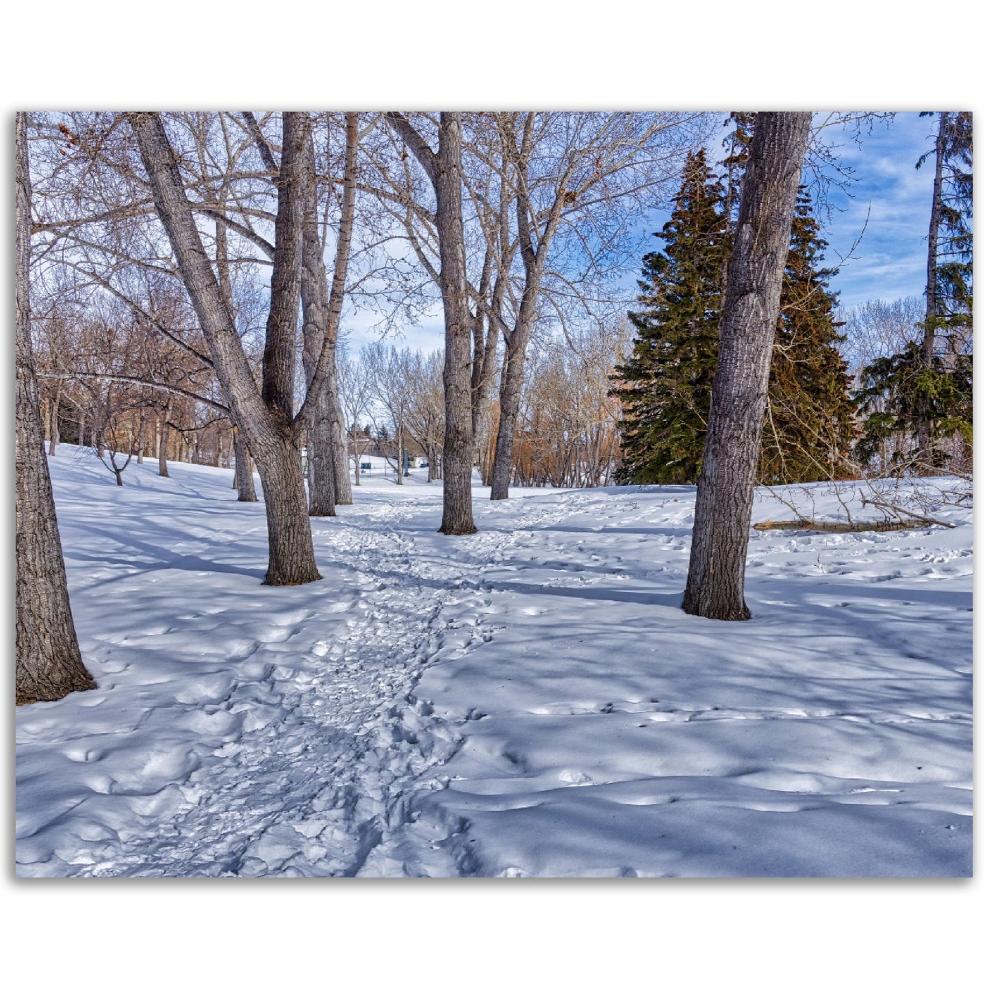 Foam Print - Confederation Park Winter HDR