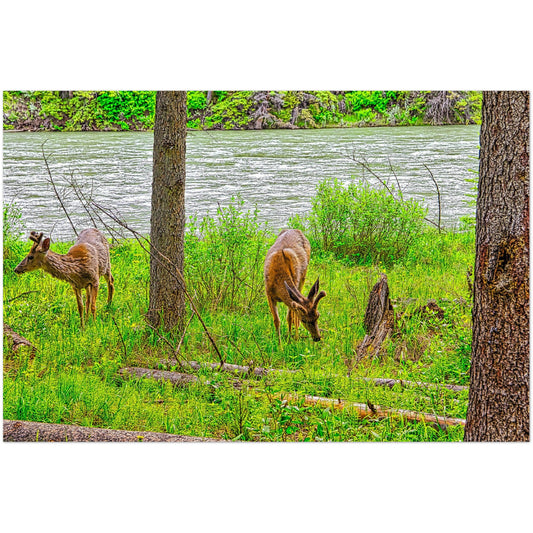 Foam Print - Two Deer in Banff