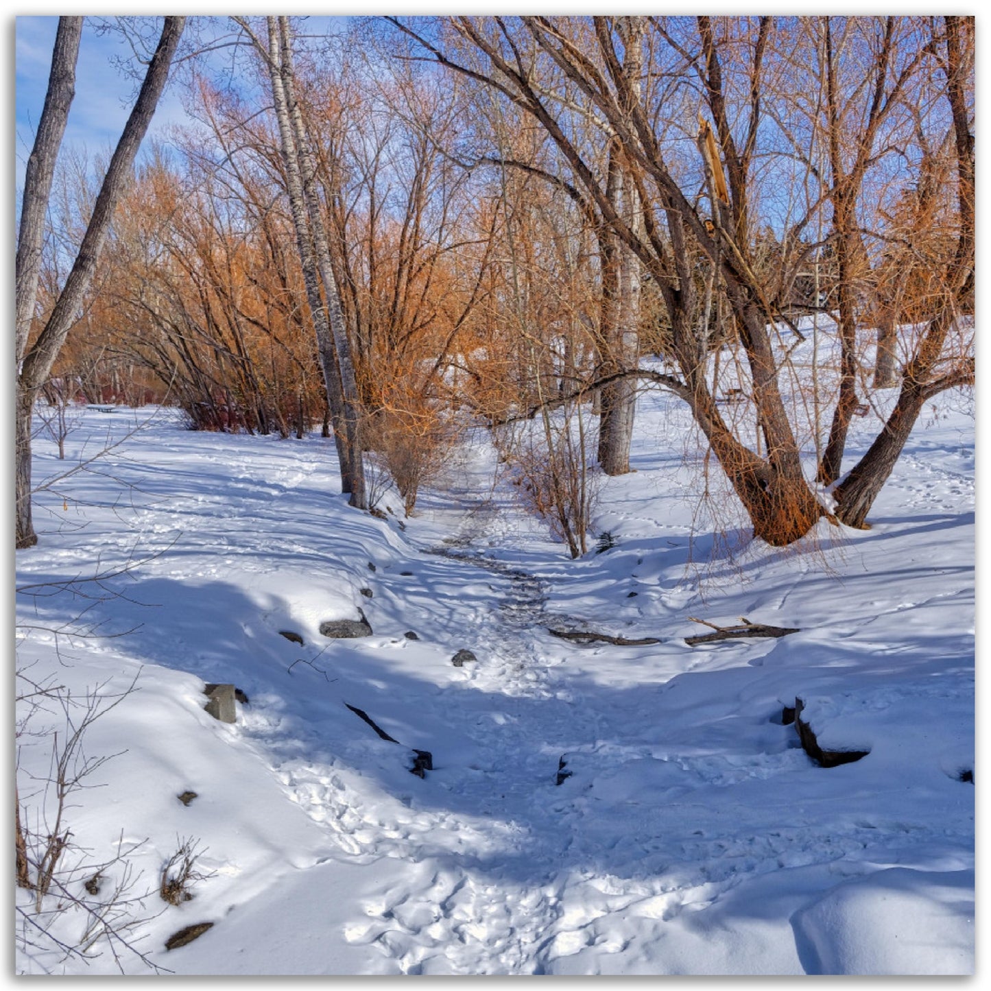 Premium Semi-Glossy Poster Print - Confederation Creek Winter HDR