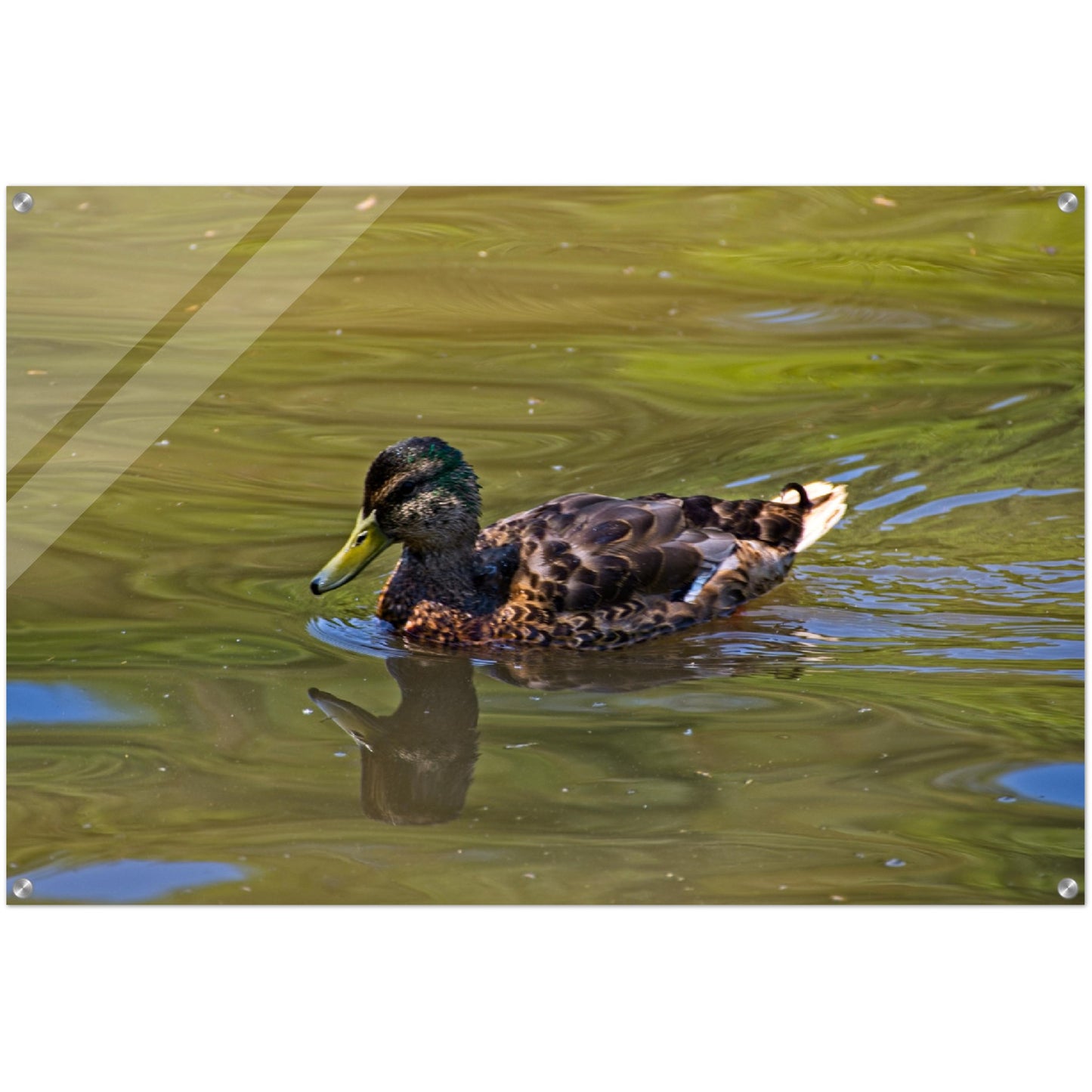 Acrylic Print - Confederation Park Pond Duck
