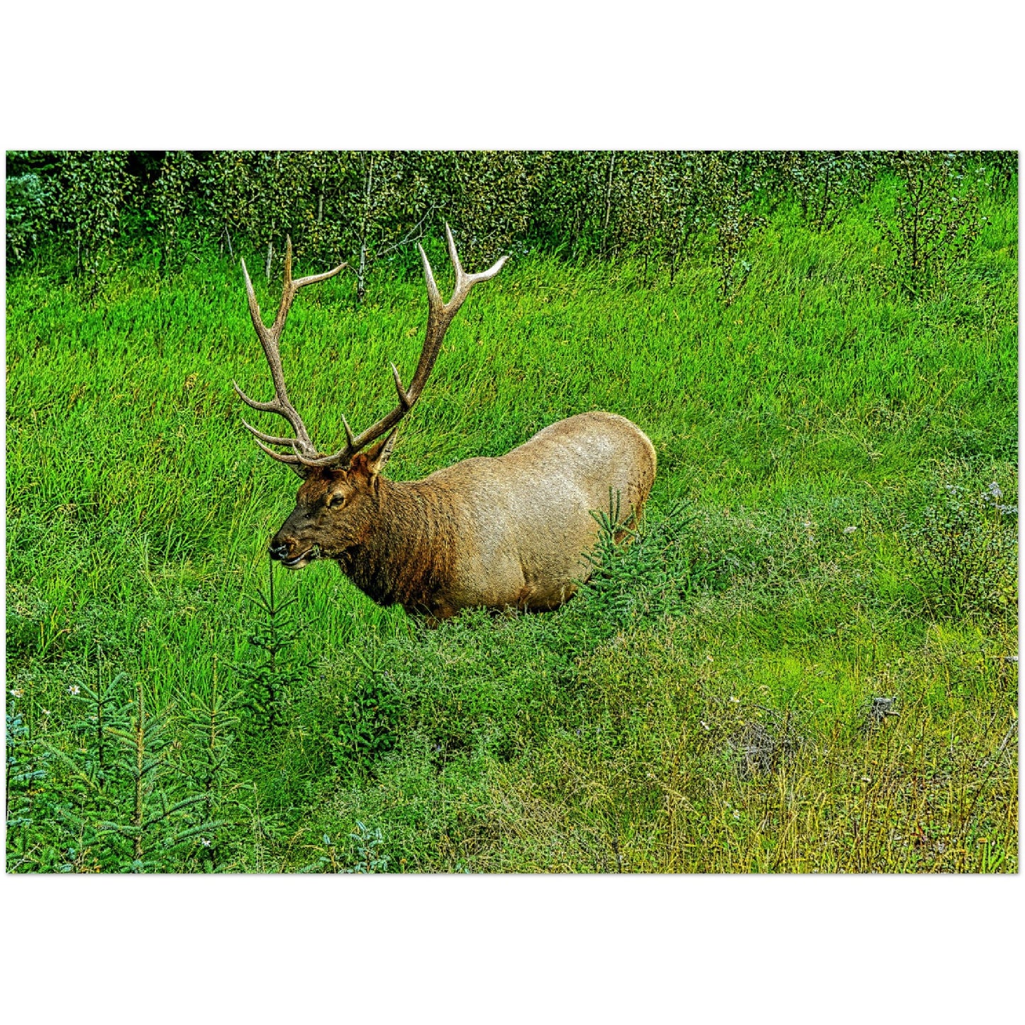 Premium Semi-Glossy Poster Print - Jasper National Park Elk