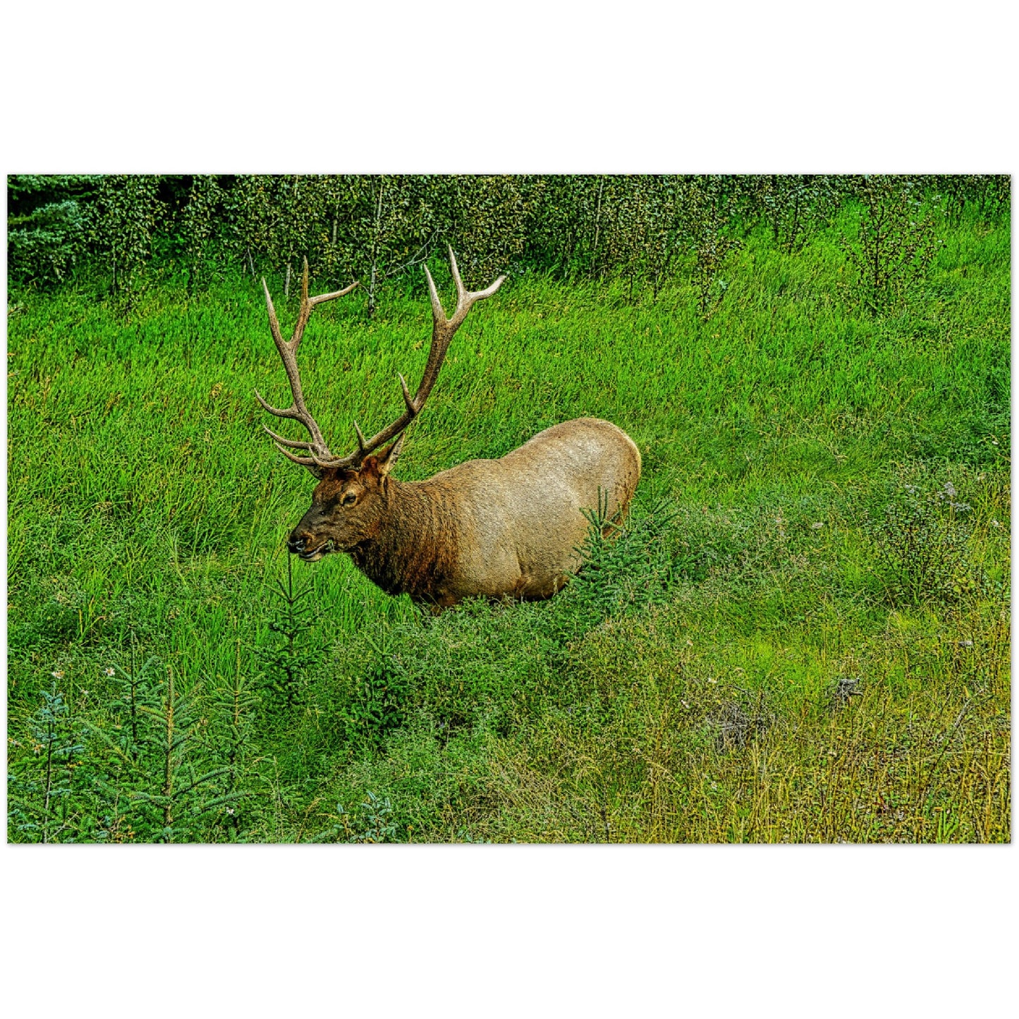 Wood Prints - Jasper National Park Elk