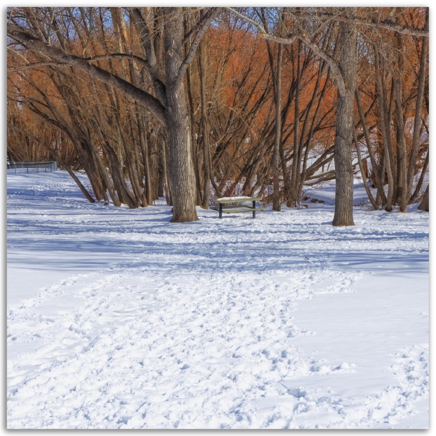 Premium Semi-Glossy Poster Print - Confederation Park Winter