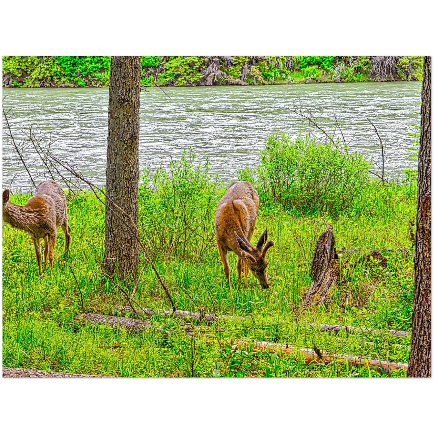 Foam Print - Two Deer in Banff
