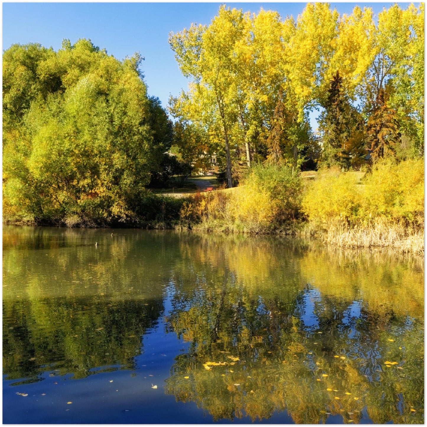 Premium Semi-Glossy Poster Print - Confederation Park Pond Fall