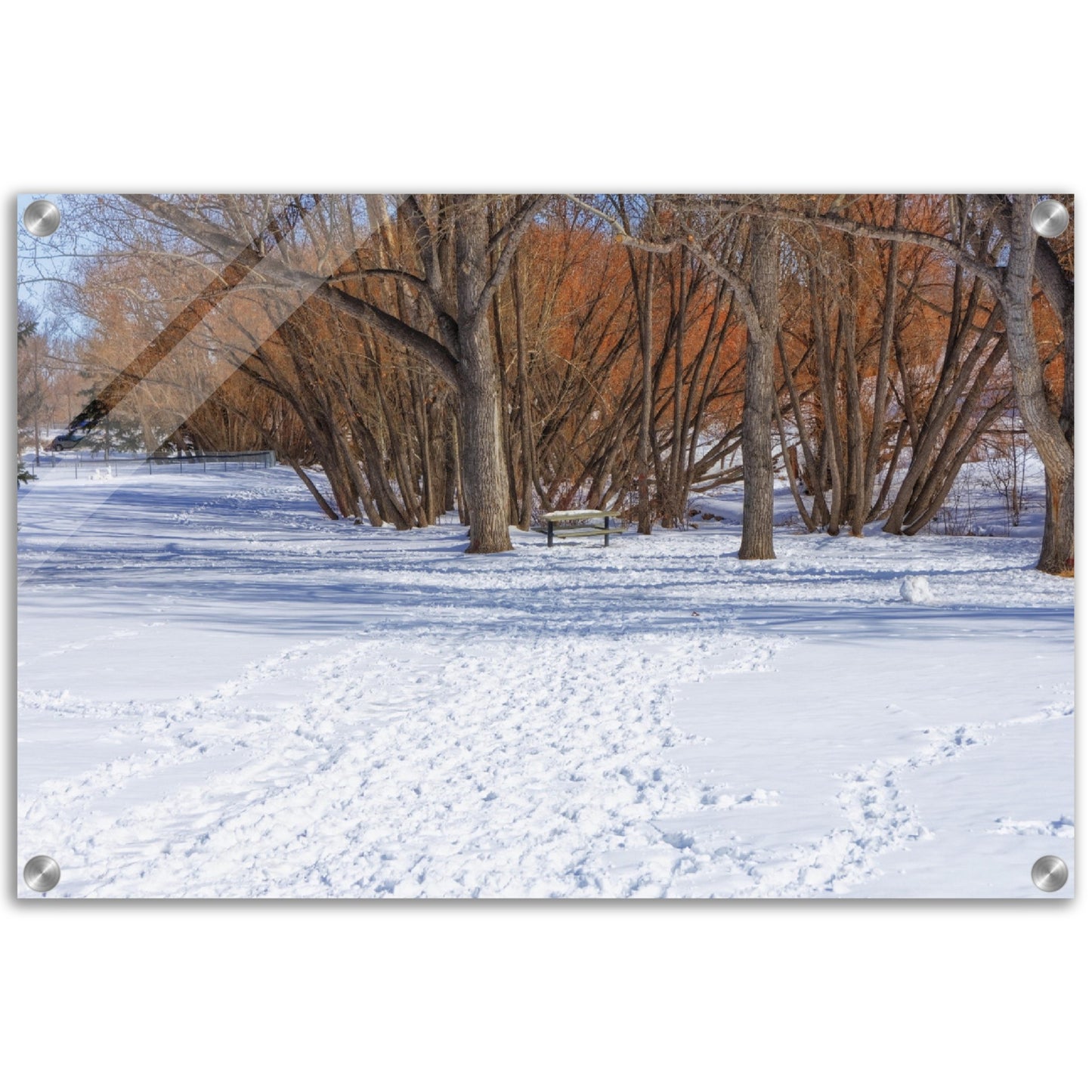 Acrylic Print - Confederation Park Winter