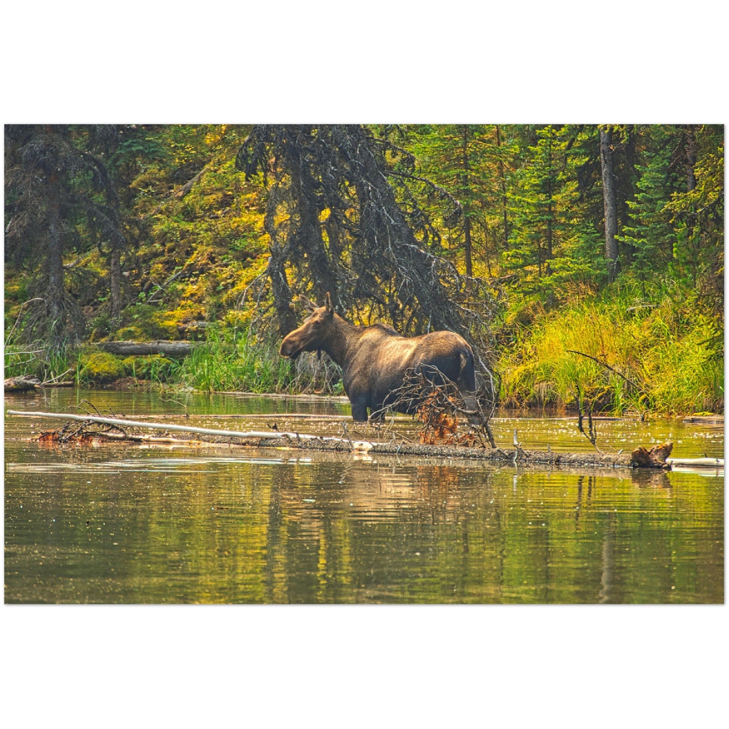 Premium Semi-Glossy Poster Print - Moose Lake Moose