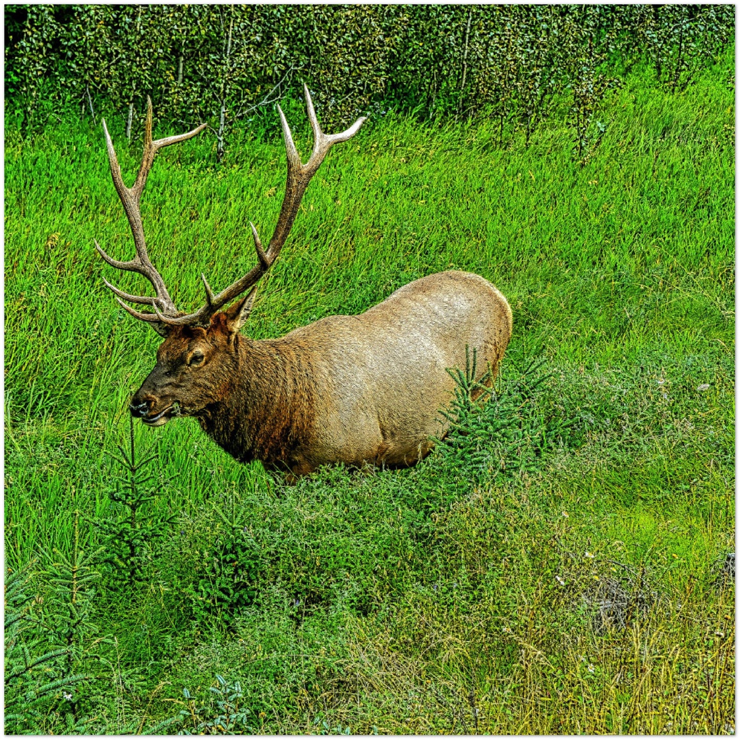Premium Semi-Glossy Poster Print - Jasper National Park Elk