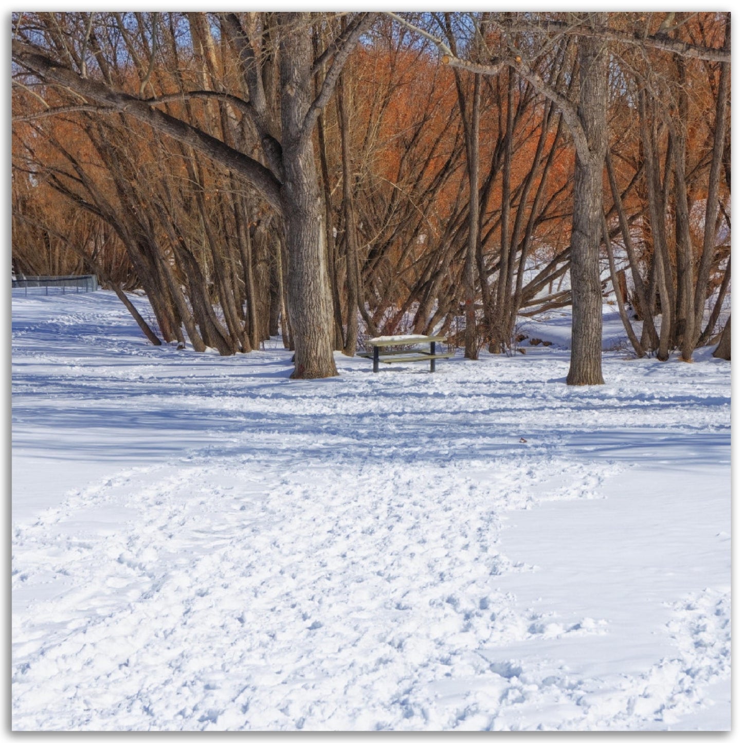 Premium Semi-Glossy Poster Print - Confederation Park Winter