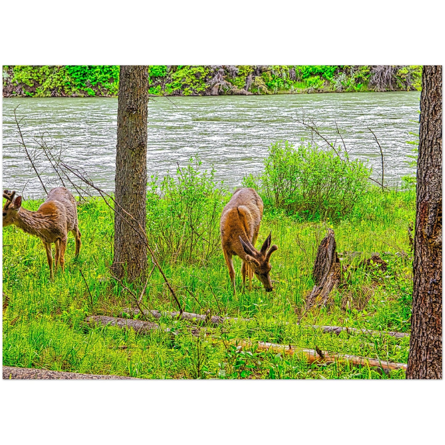 Foam Print - Two Deer in Banff