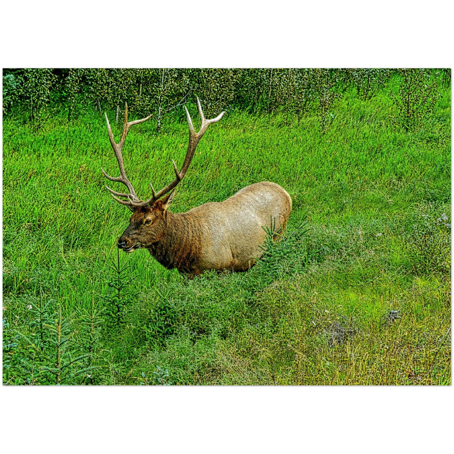 Premium Semi-Glossy Poster Print - Jasper National Park Elk