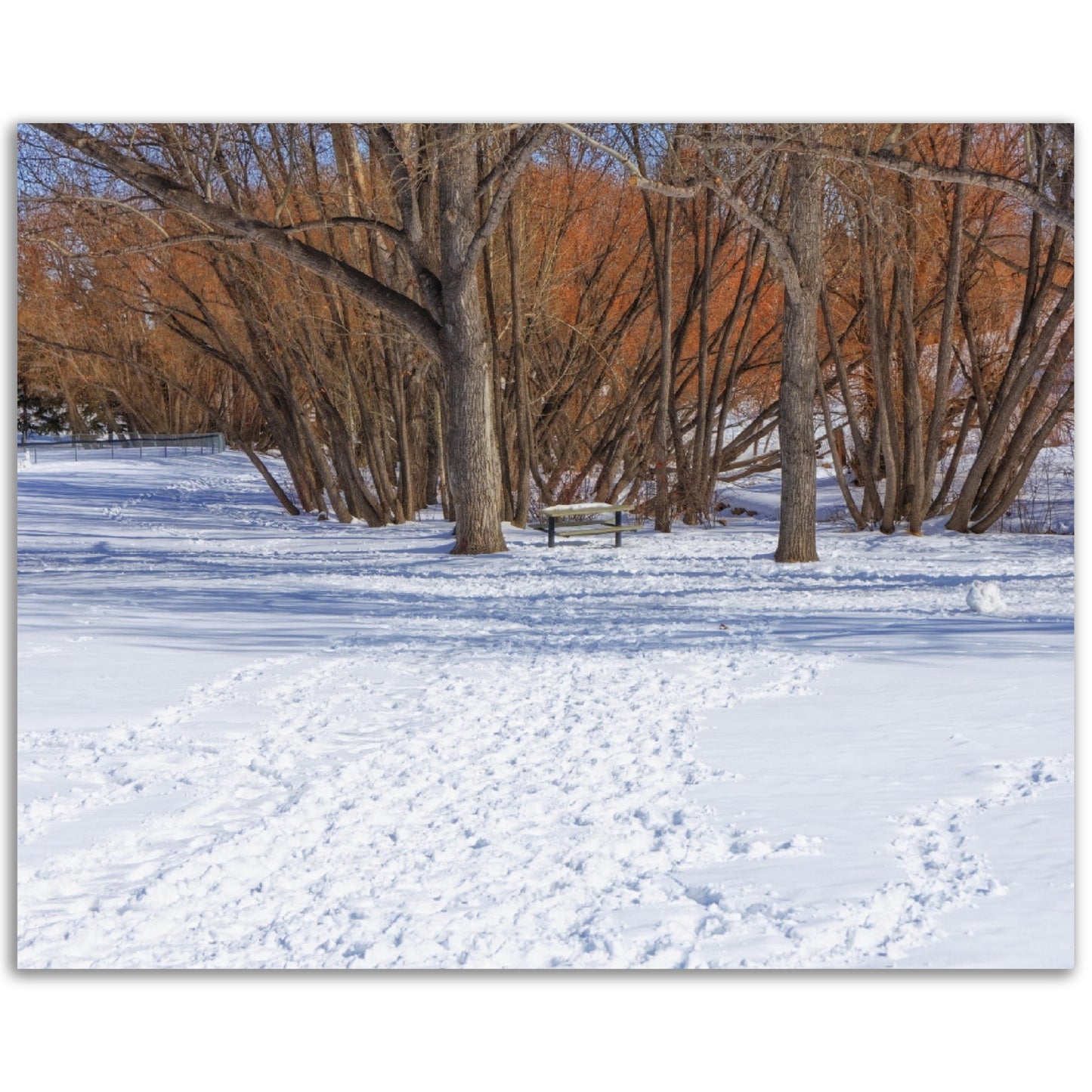 Premium Semi-Glossy Poster Print - Confederation Park Winter