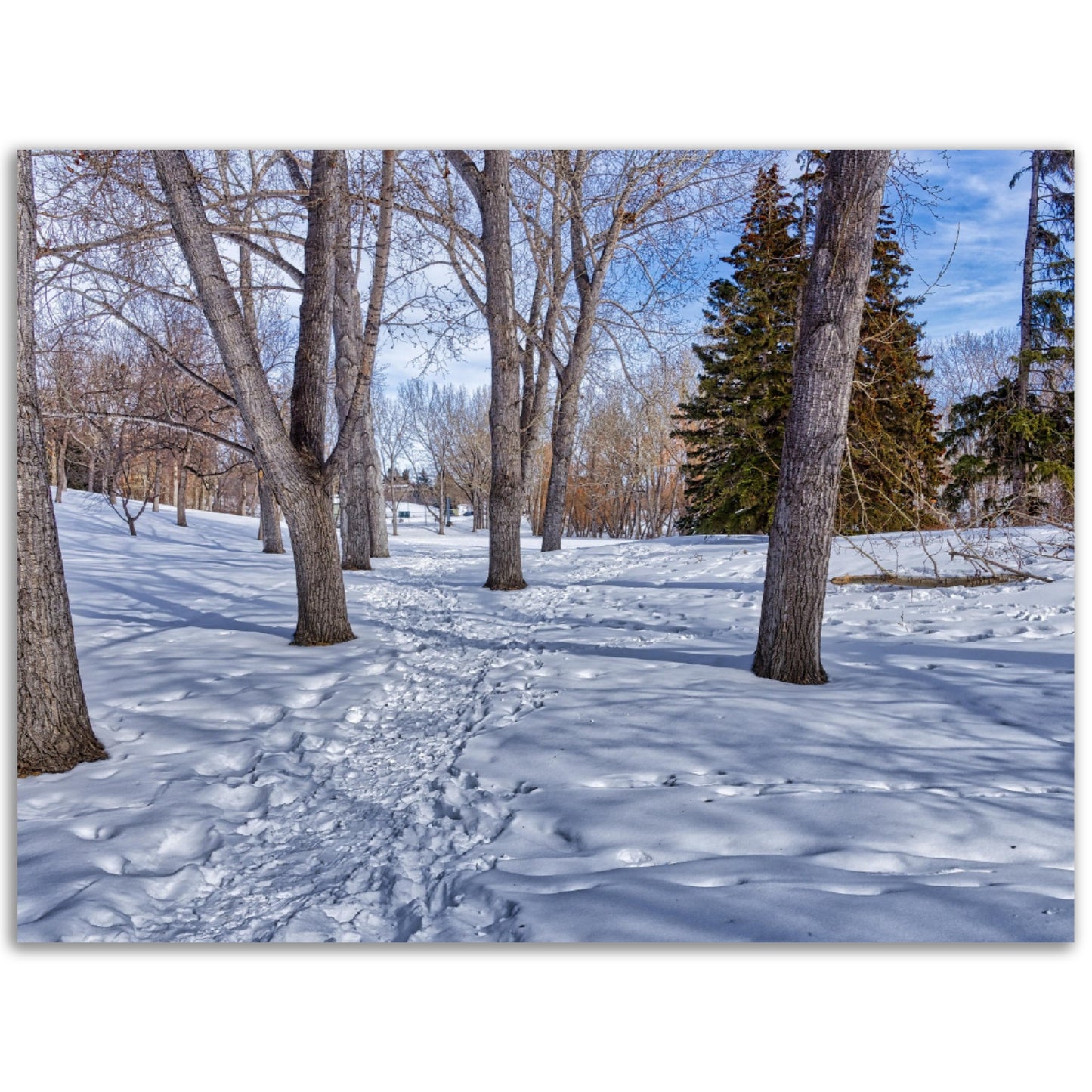Premium Semi-Glossy Poster Print - Confederation Park Winter HDR