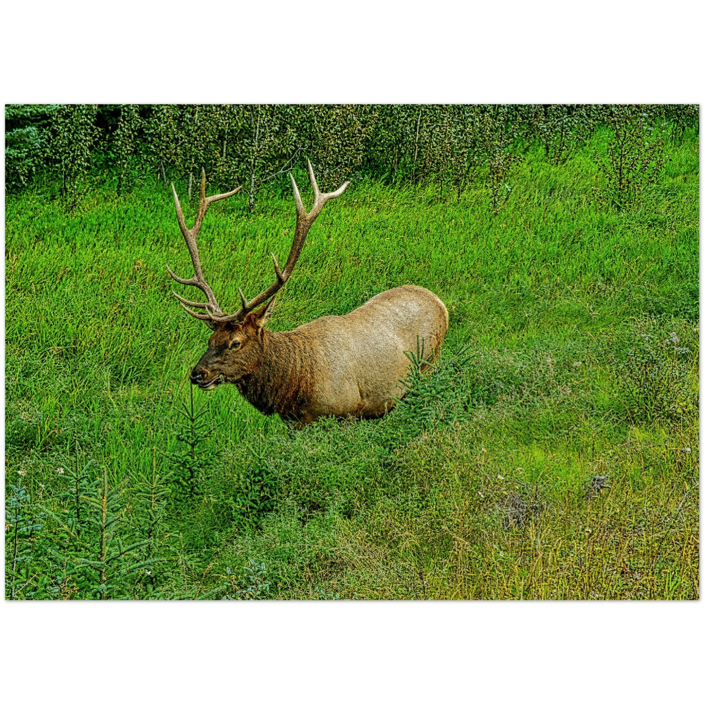 Wood Prints - Jasper National Park Elk