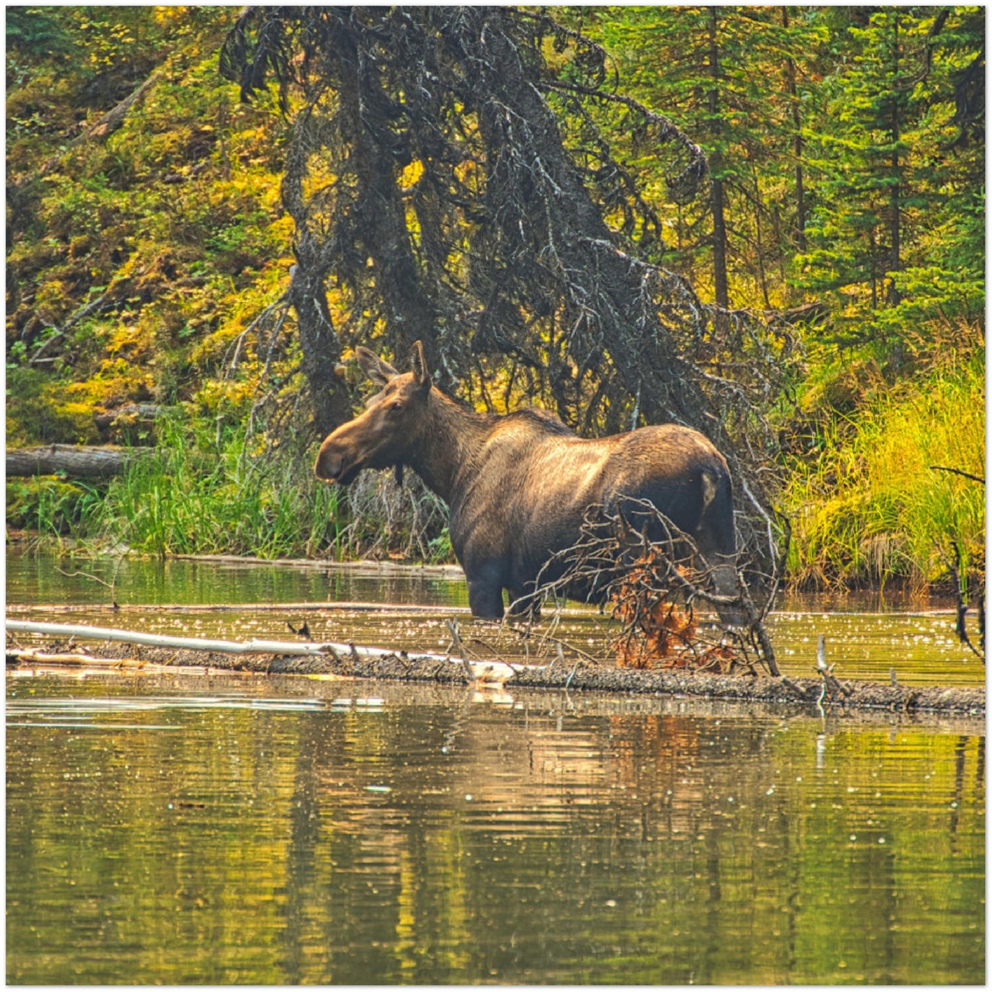 Premium Semi-Glossy Poster Print - Moose Lake Moose