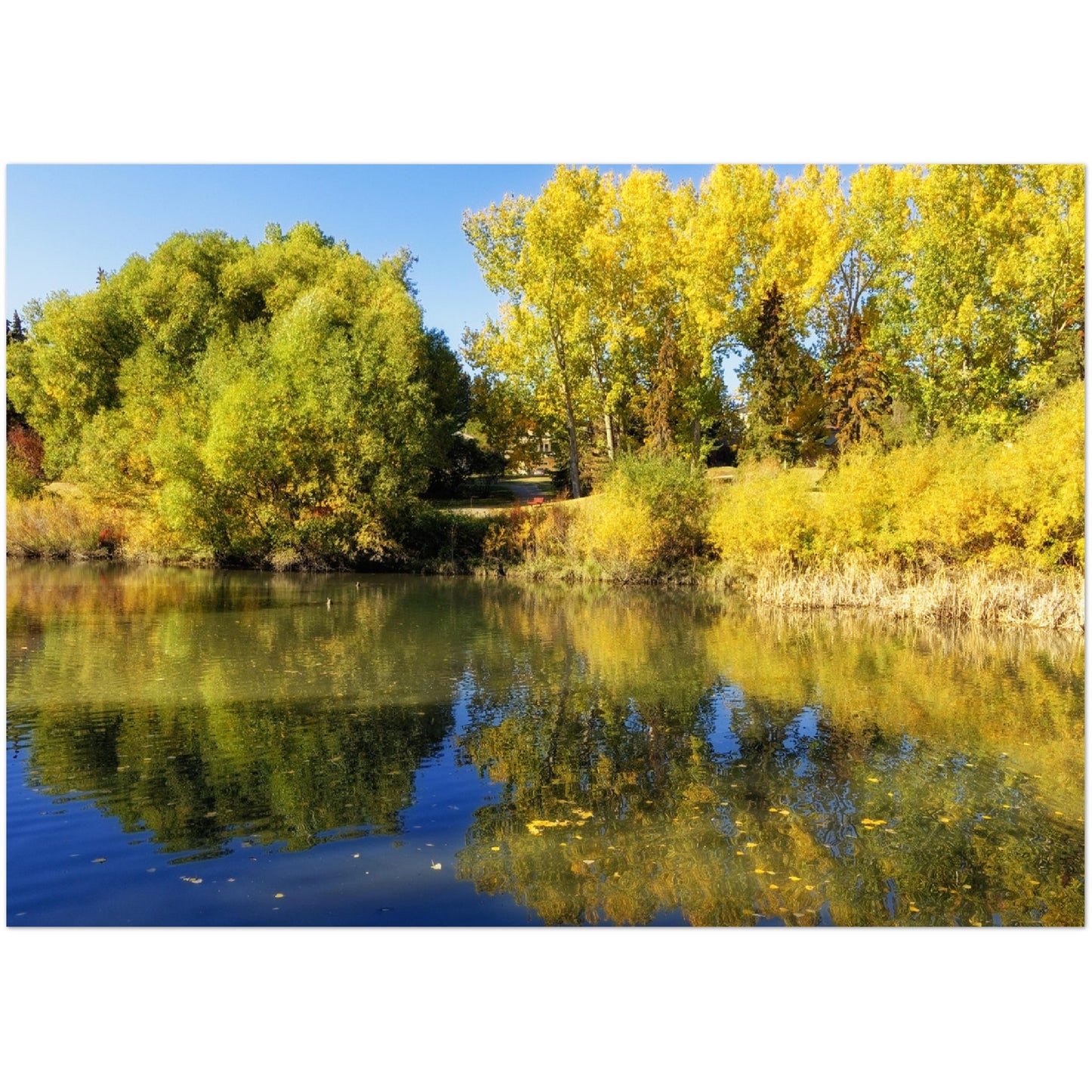 Premium Semi-Glossy Poster Print - Confederation Park Pond Fall