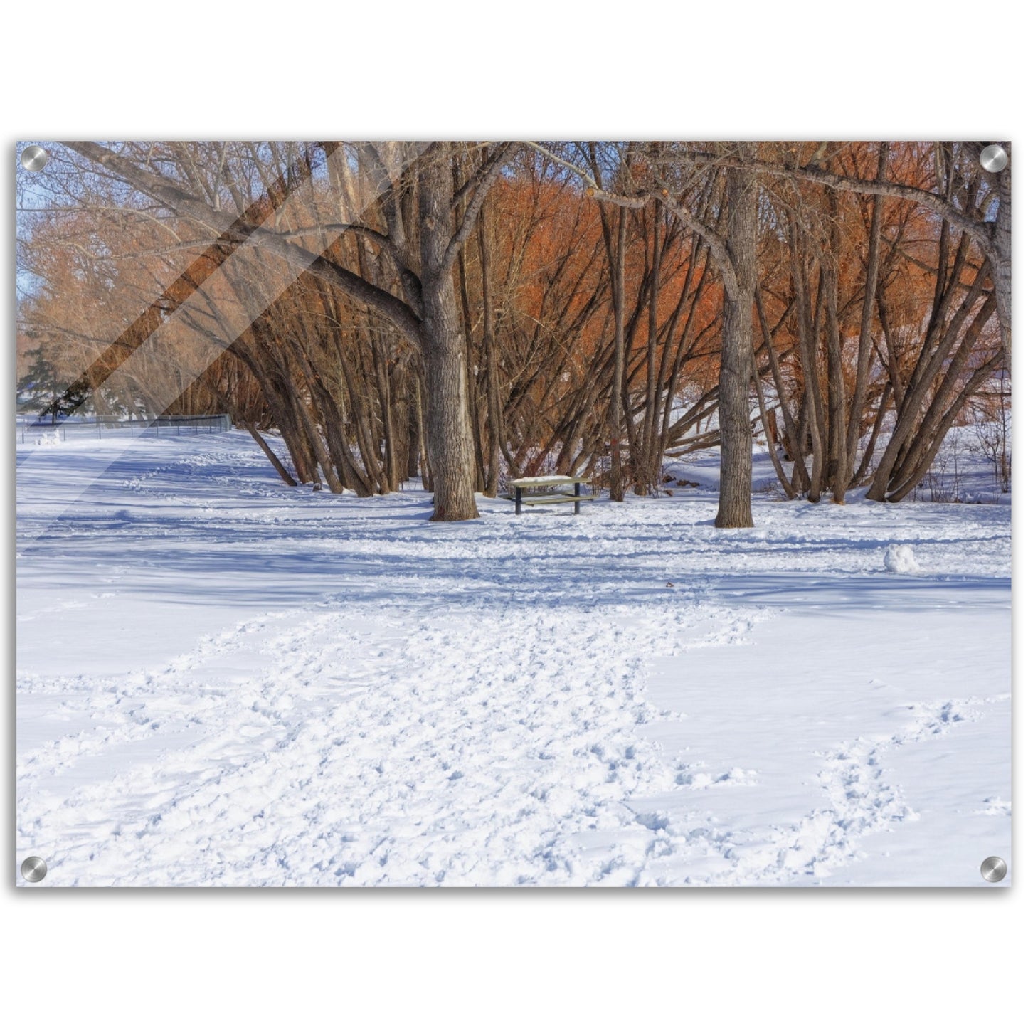 Acrylic Print - Confederation Park Winter