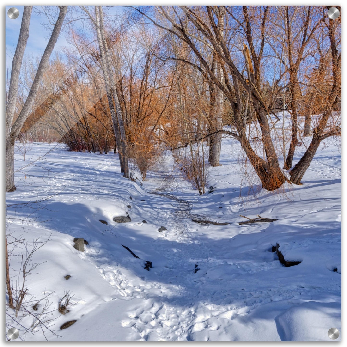 Acrylic Print - Confederation Creek Winter HDR