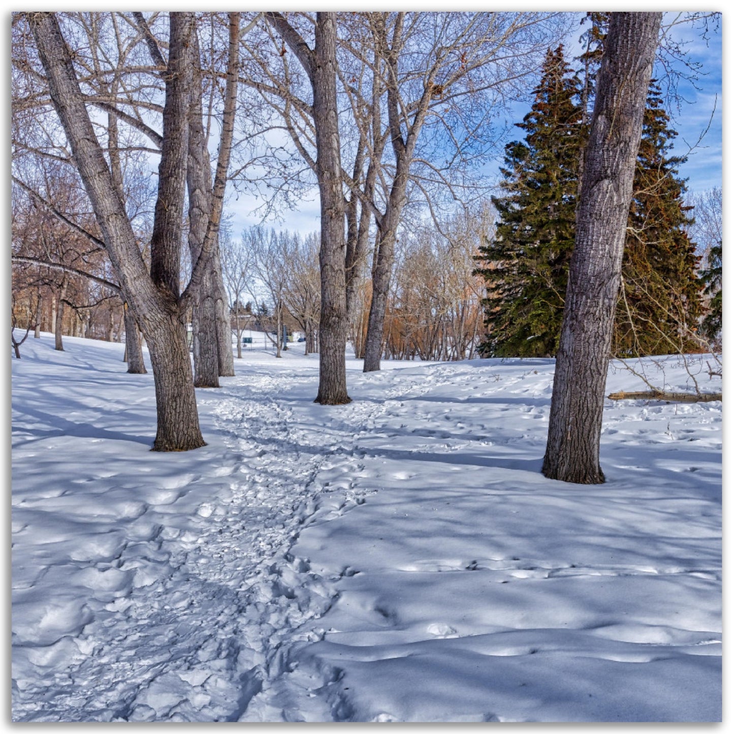 Premium Semi-Glossy Poster Print - Confederation Park Winter HDR