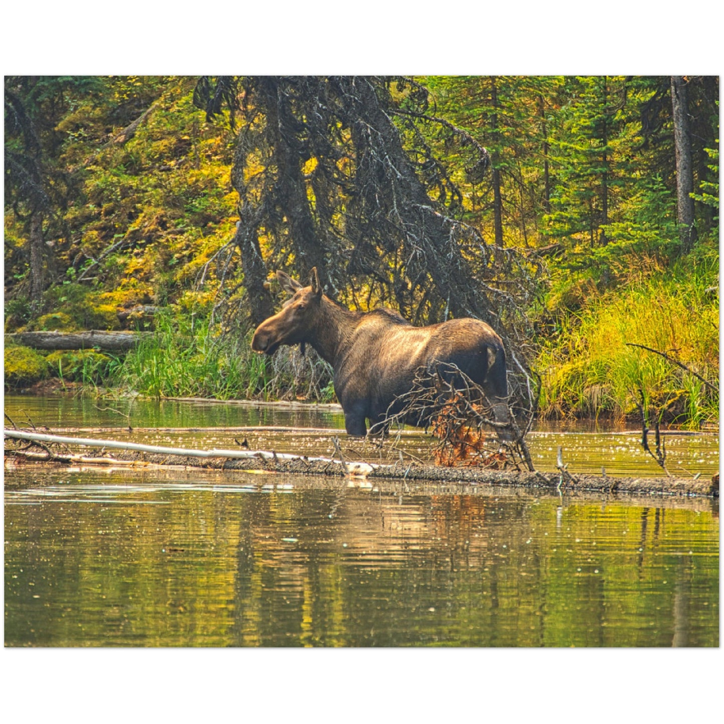Premium Semi-Glossy Poster Print - Moose Lake Moose