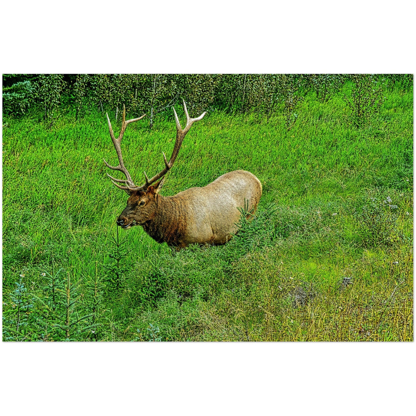 Premium Semi-Glossy Poster Print - Jasper National Park Elk