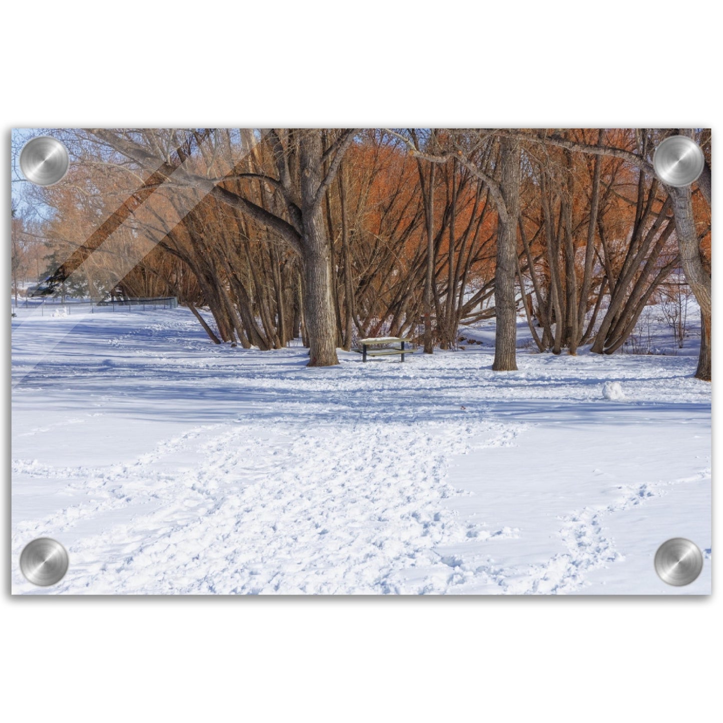 Acrylic Print - Confederation Park Winter
