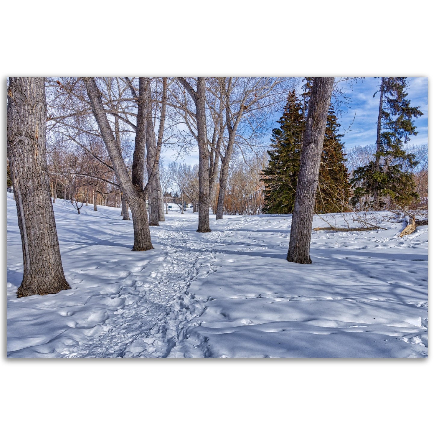 Foam Print - Confederation Park Winter HDR