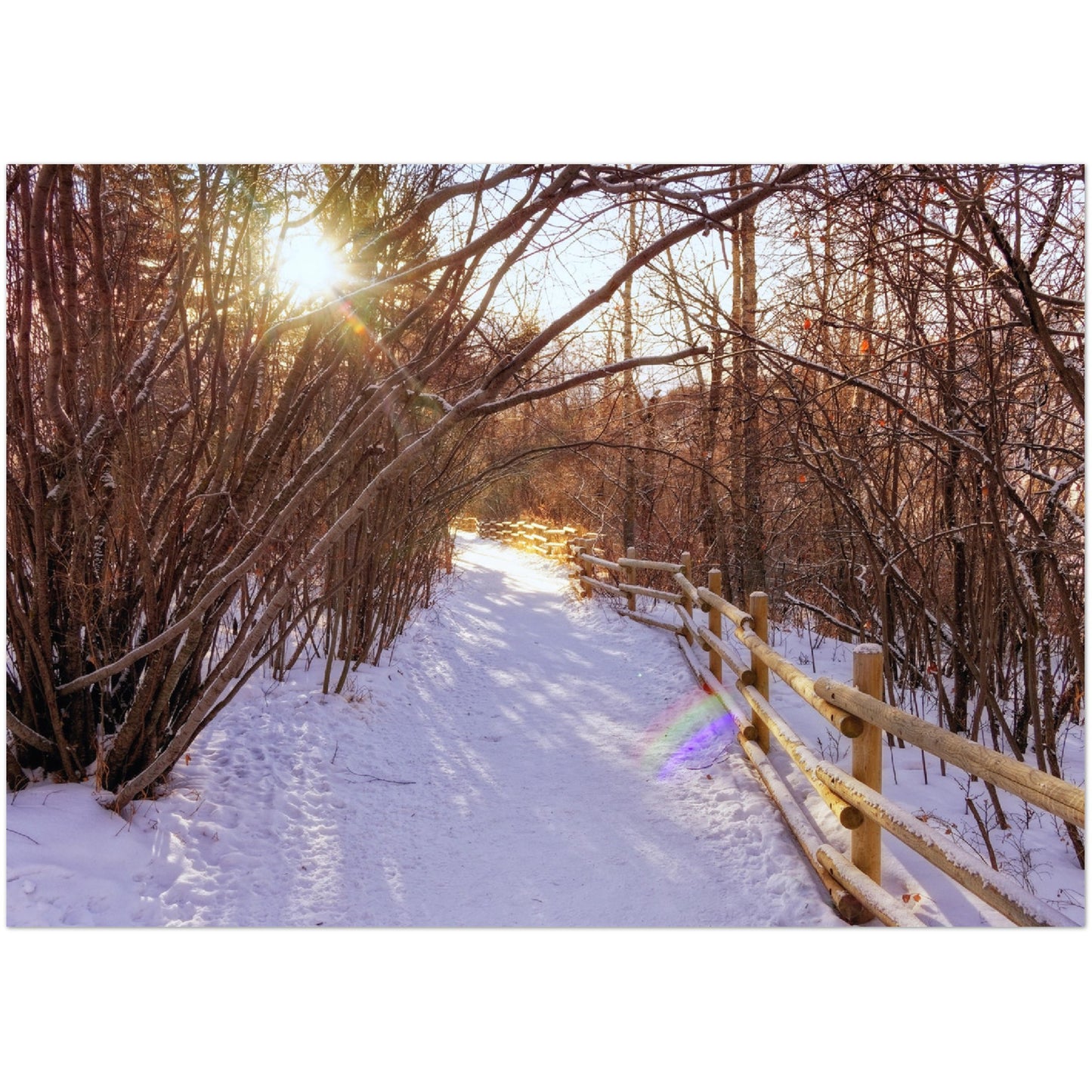Premium Semi-Glossy Poster Print - Riverdale Park Winter Forest
