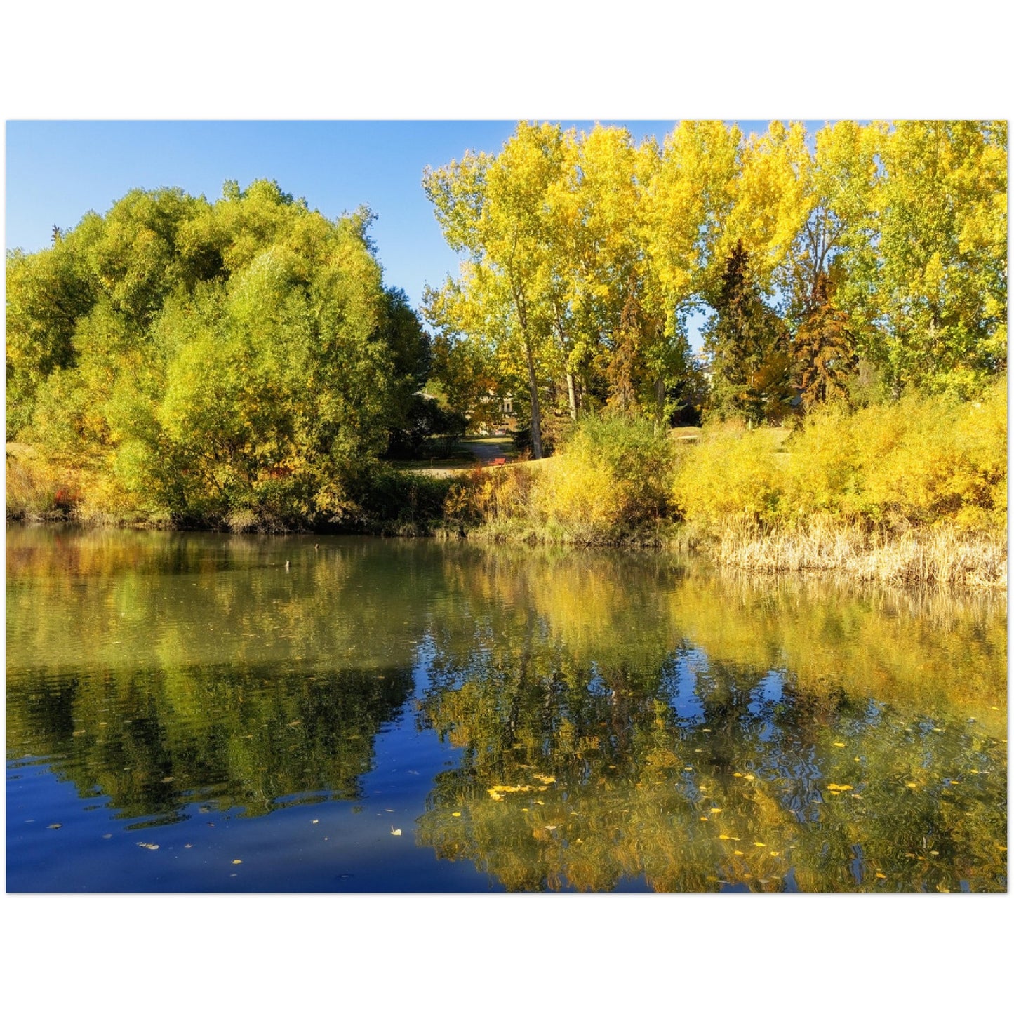 Premium Semi-Glossy Poster Print - Confederation Park Pond Fall
