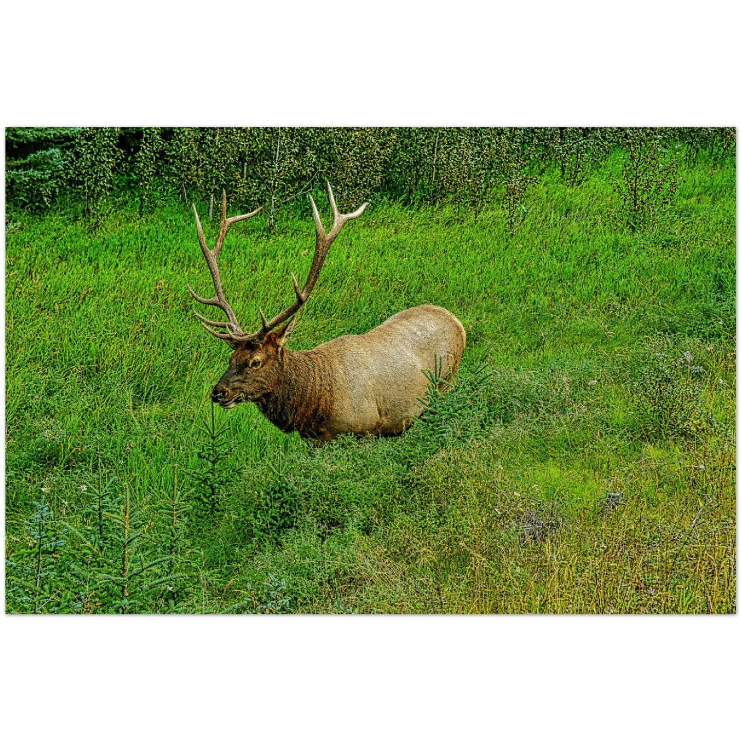 Wood Prints - Jasper National Park Elk