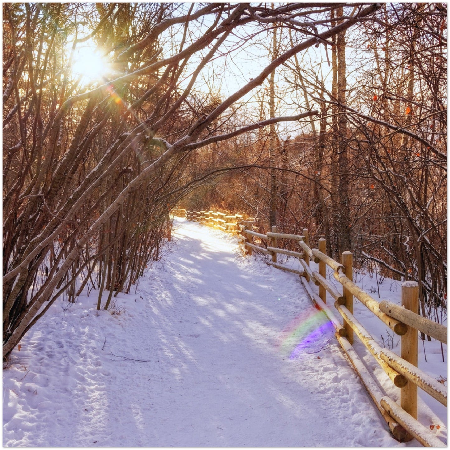 Premium Semi-Glossy Poster Print - Riverdale Park Winter Forest