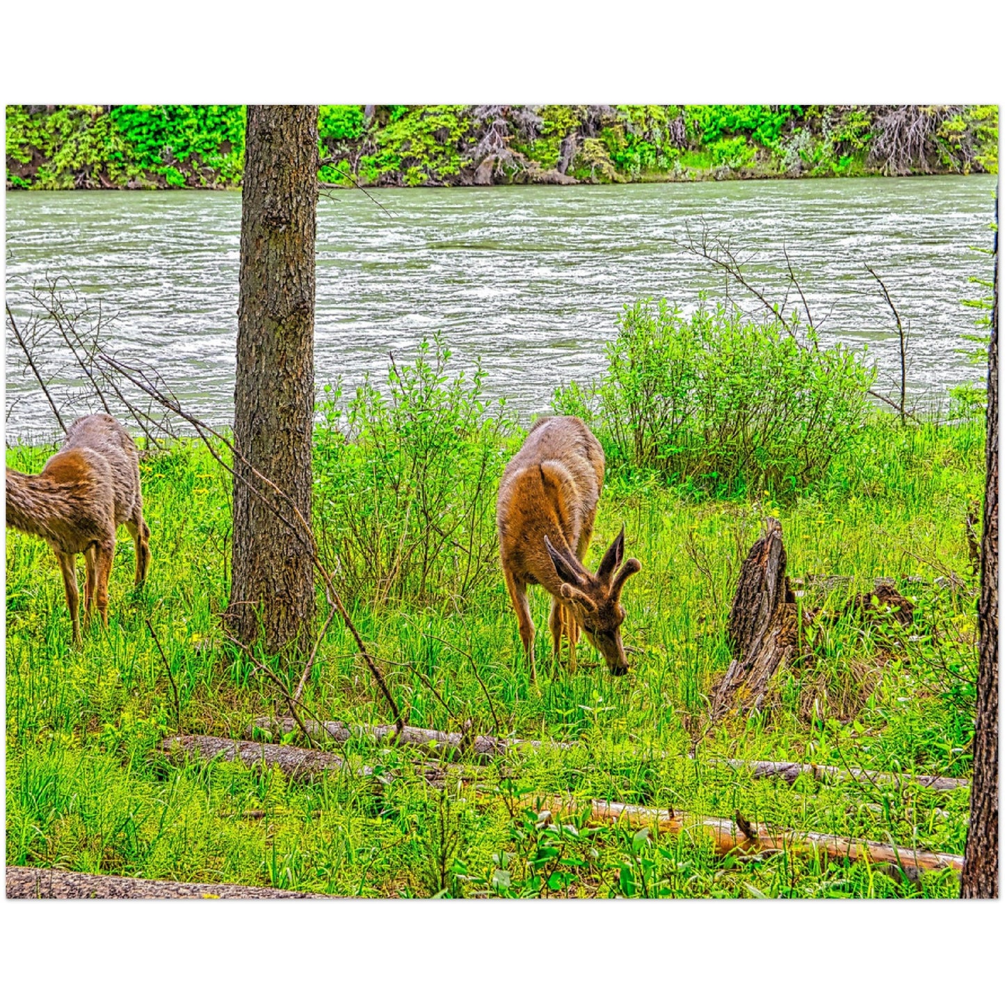 Foam Print - Two Deer in Banff