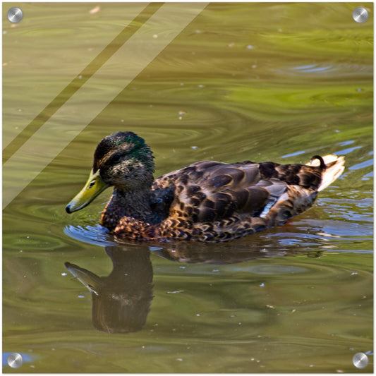 Acrylic Print - Confederation Park Pond Duck