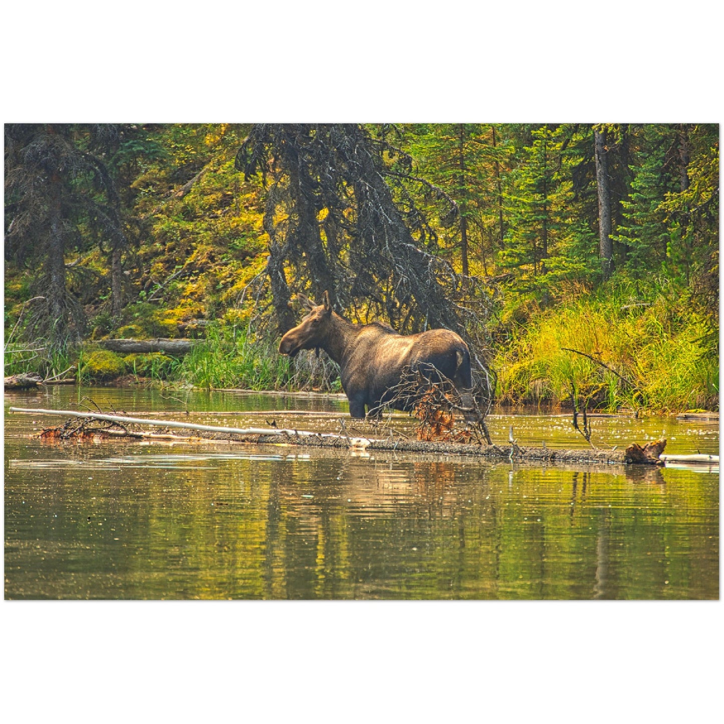 Premium Semi-Glossy Poster Print - Moose Lake Moose