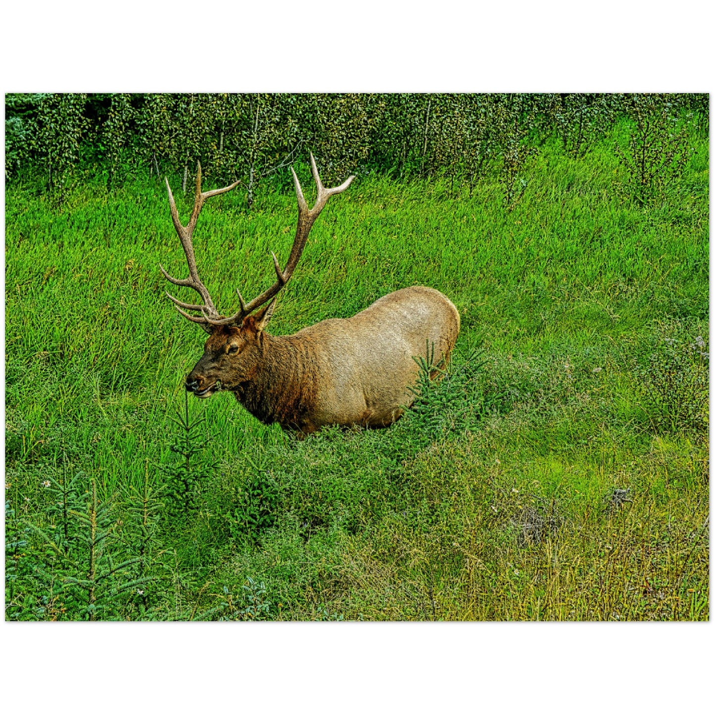 Wood Prints - Jasper National Park Elk