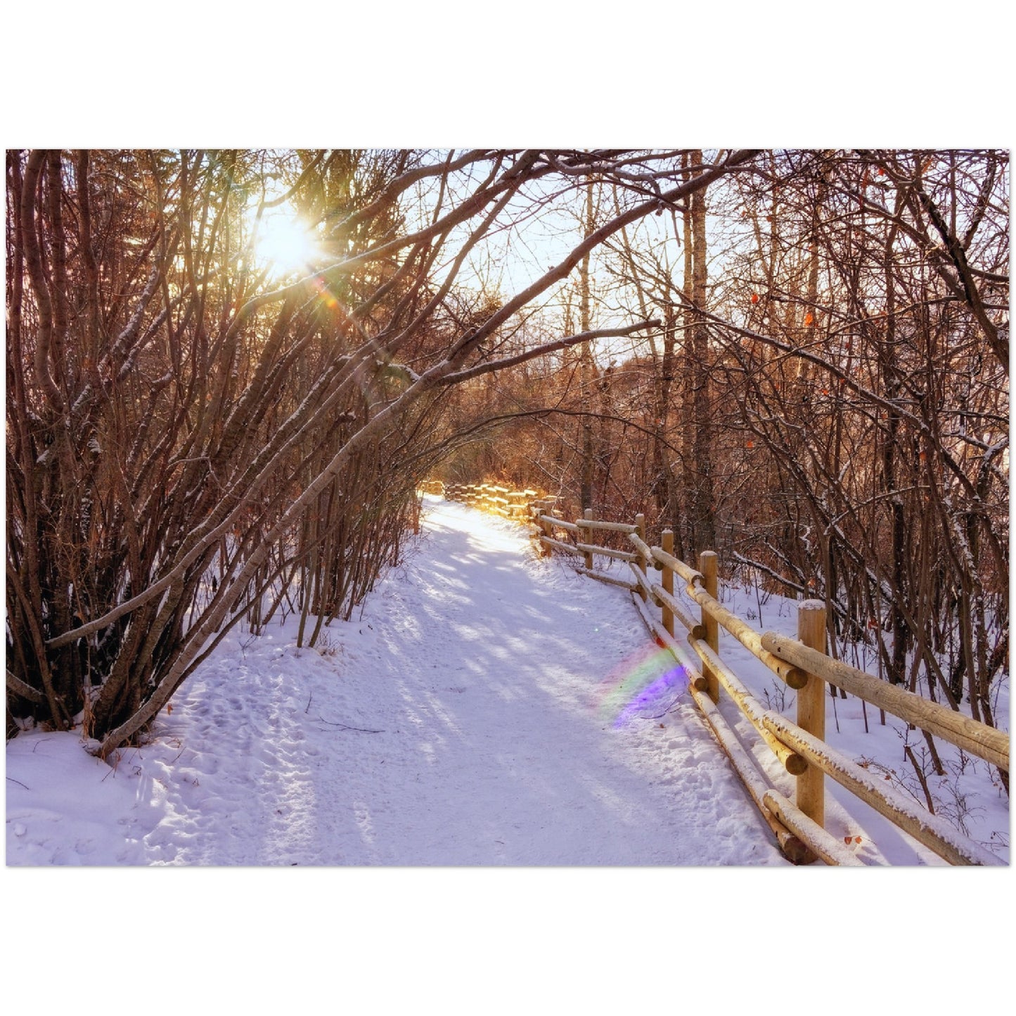Premium Semi-Glossy Poster Print - Riverdale Park Winter Forest