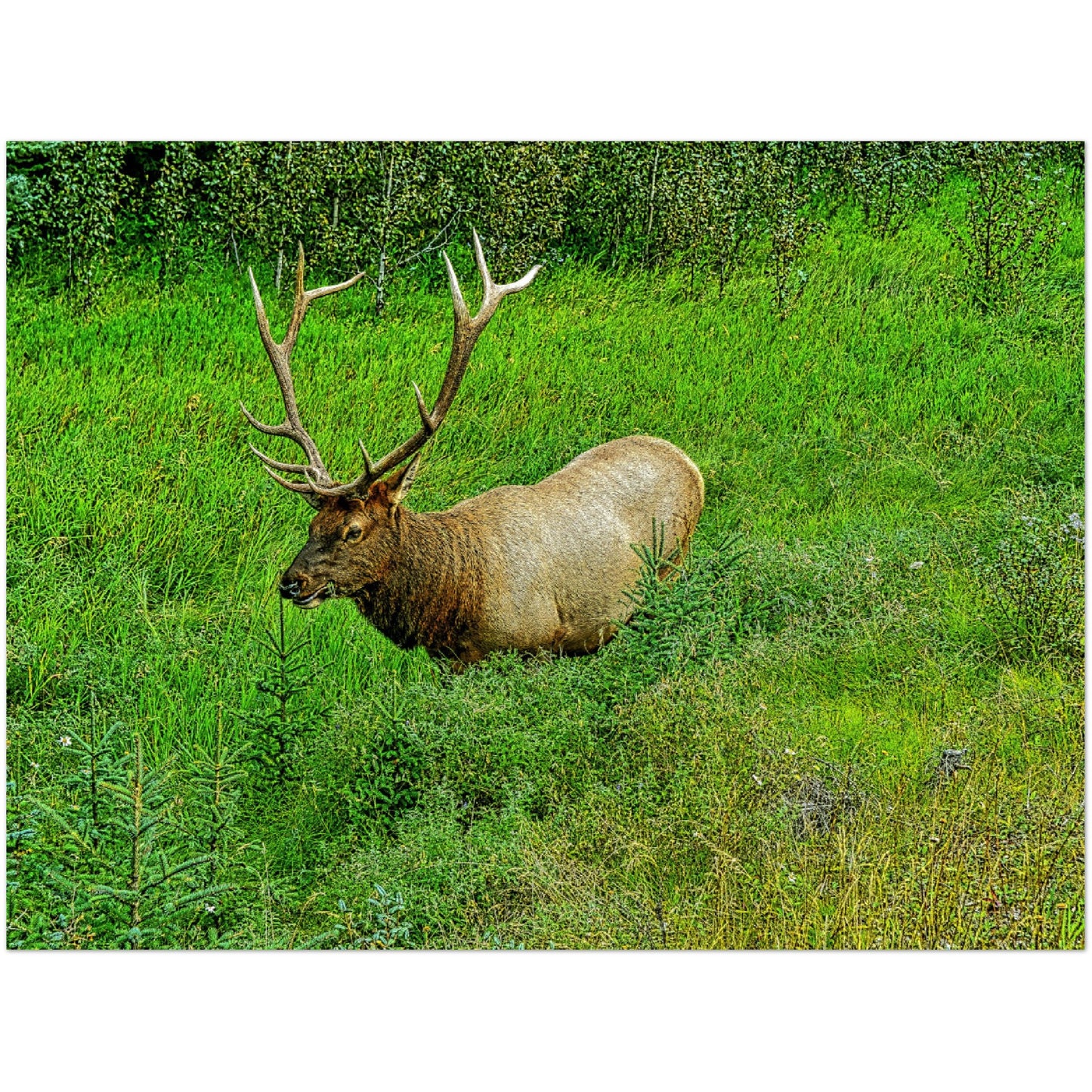 Premium Semi-Glossy Poster Print - Jasper National Park Elk