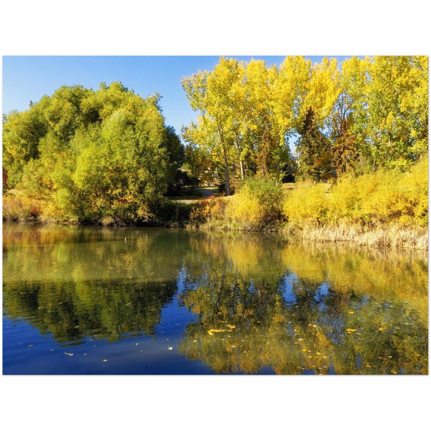Premium Semi-Glossy Poster Print - Confederation Park Pond Fall