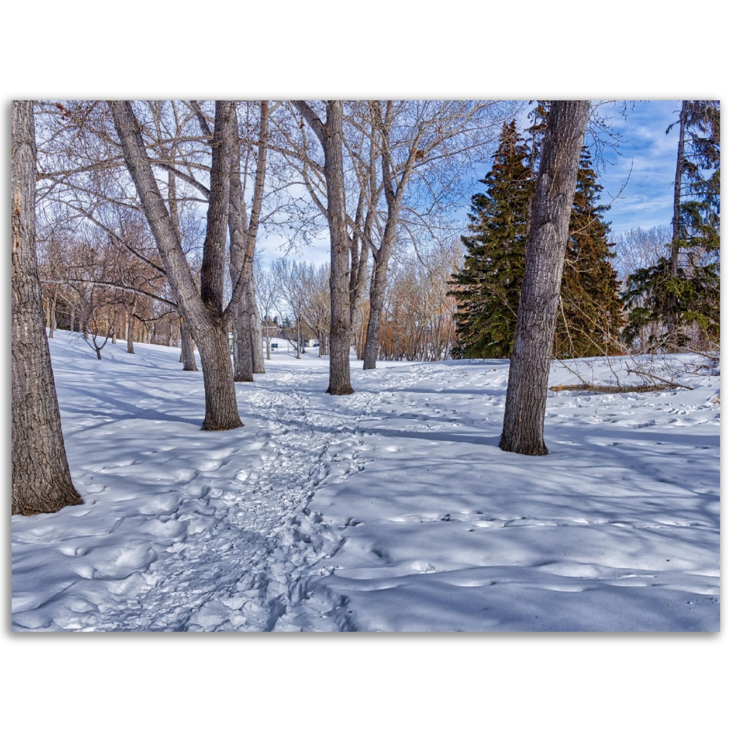 Foam Print - Confederation Park Winter HDR