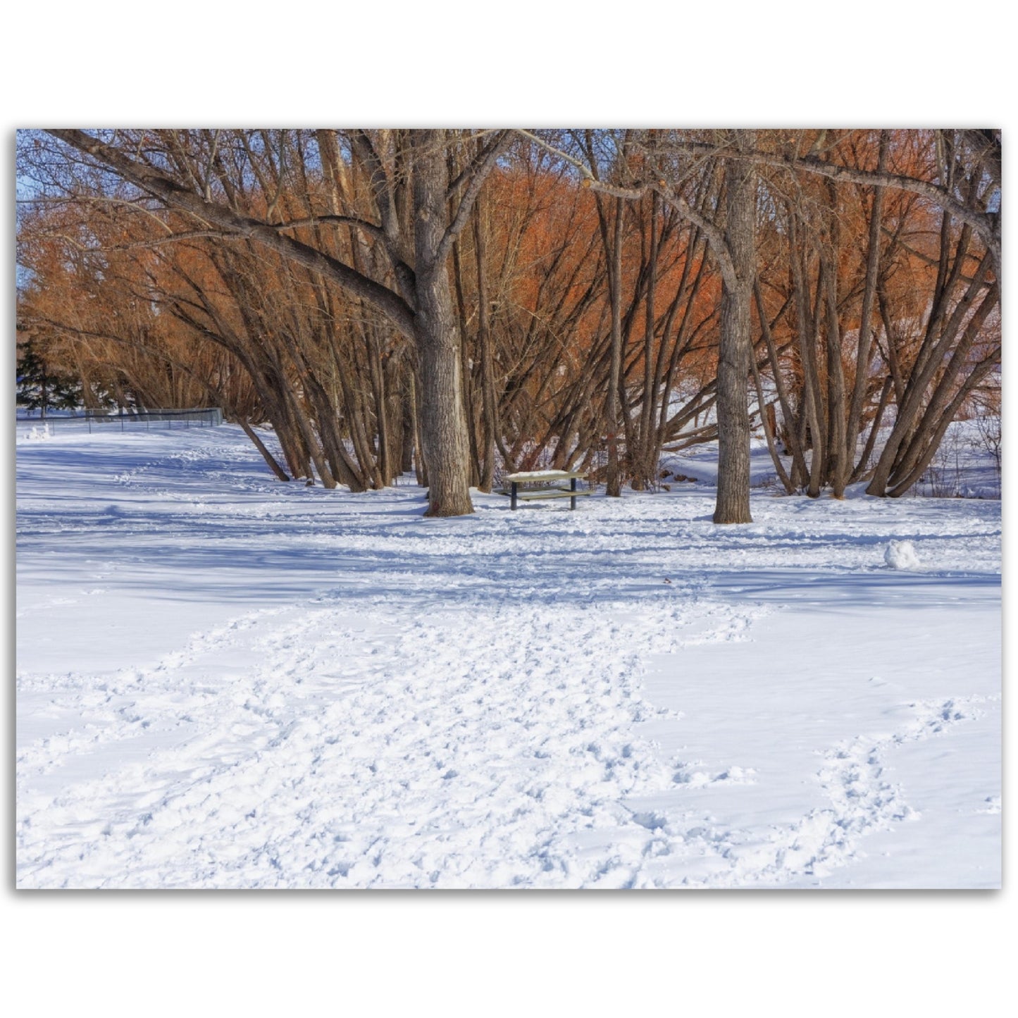 Premium Semi-Glossy Poster Print - Confederation Park Winter