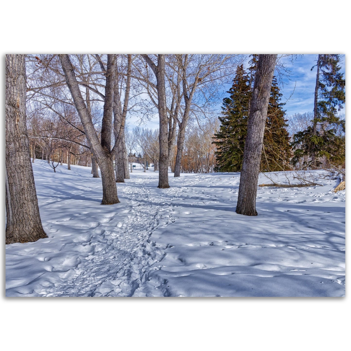 Foam Print - Confederation Park Winter HDR