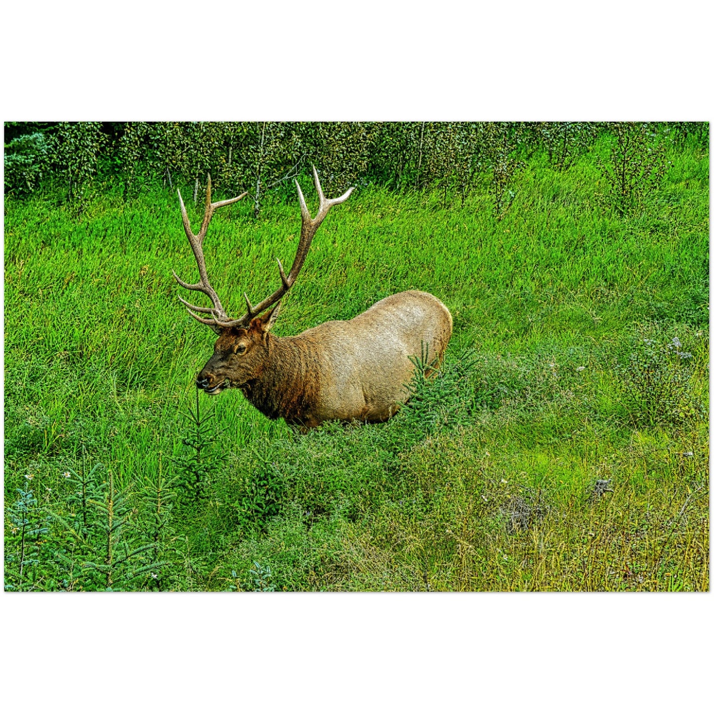 Premium Semi-Glossy Poster Print - Jasper National Park Elk