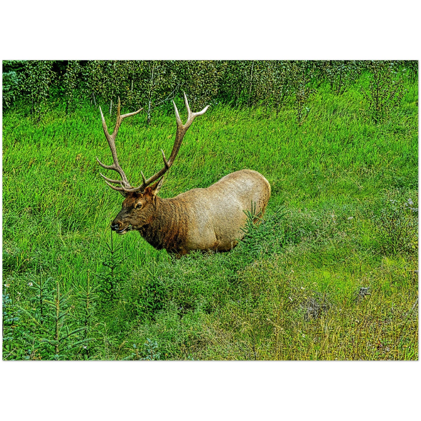 Premium Semi-Glossy Poster Print - Jasper National Park Elk