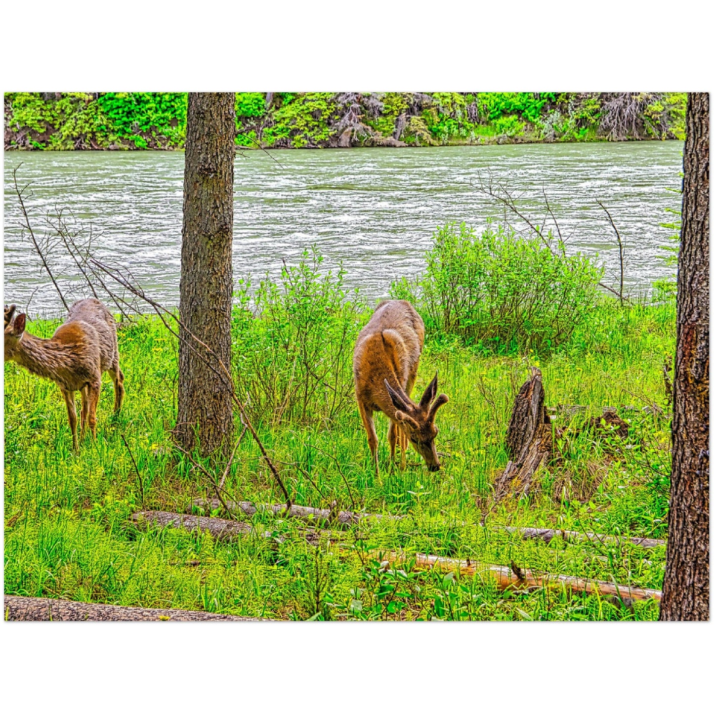 Foam Print - Two Deer in Banff