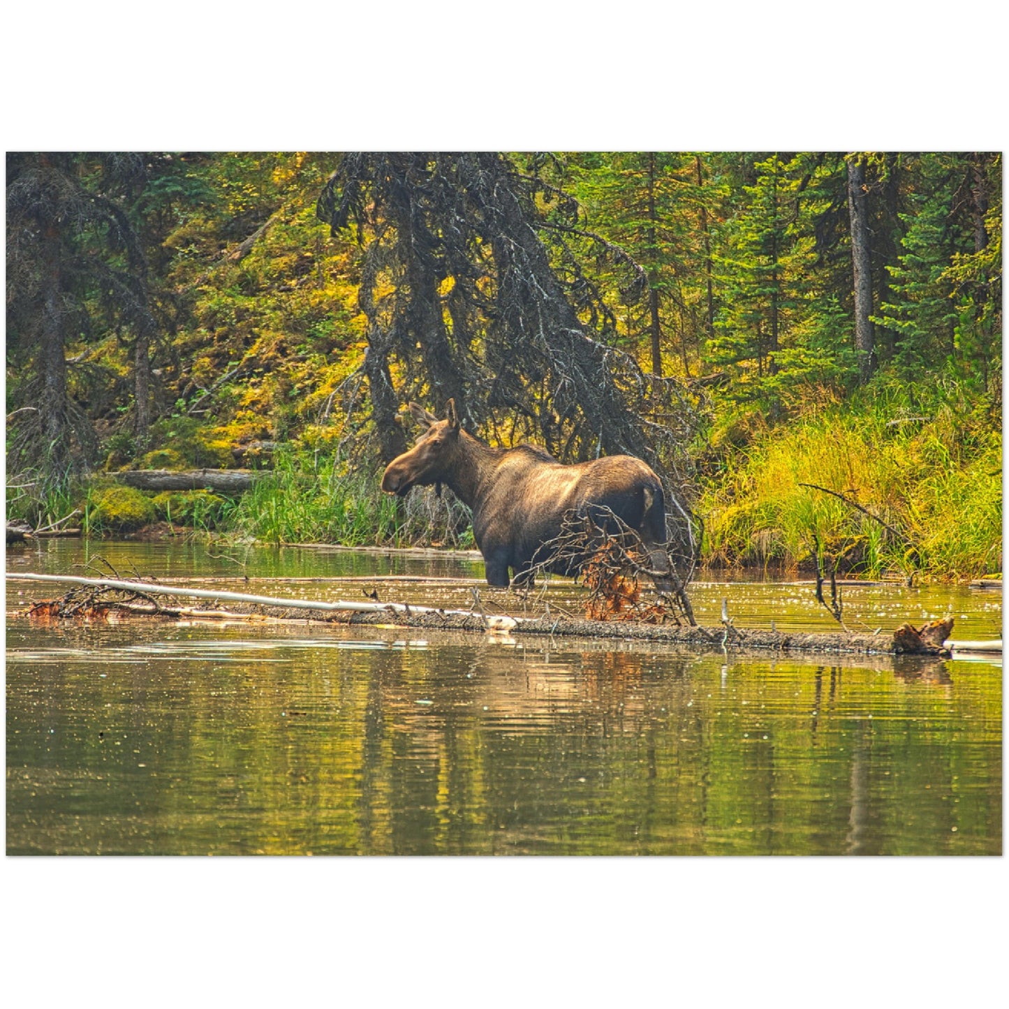 Premium Semi-Glossy Poster Print - Moose Lake Moose